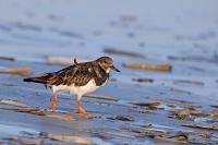 Steenloper (Arenaria interpres) 3-2017 5694